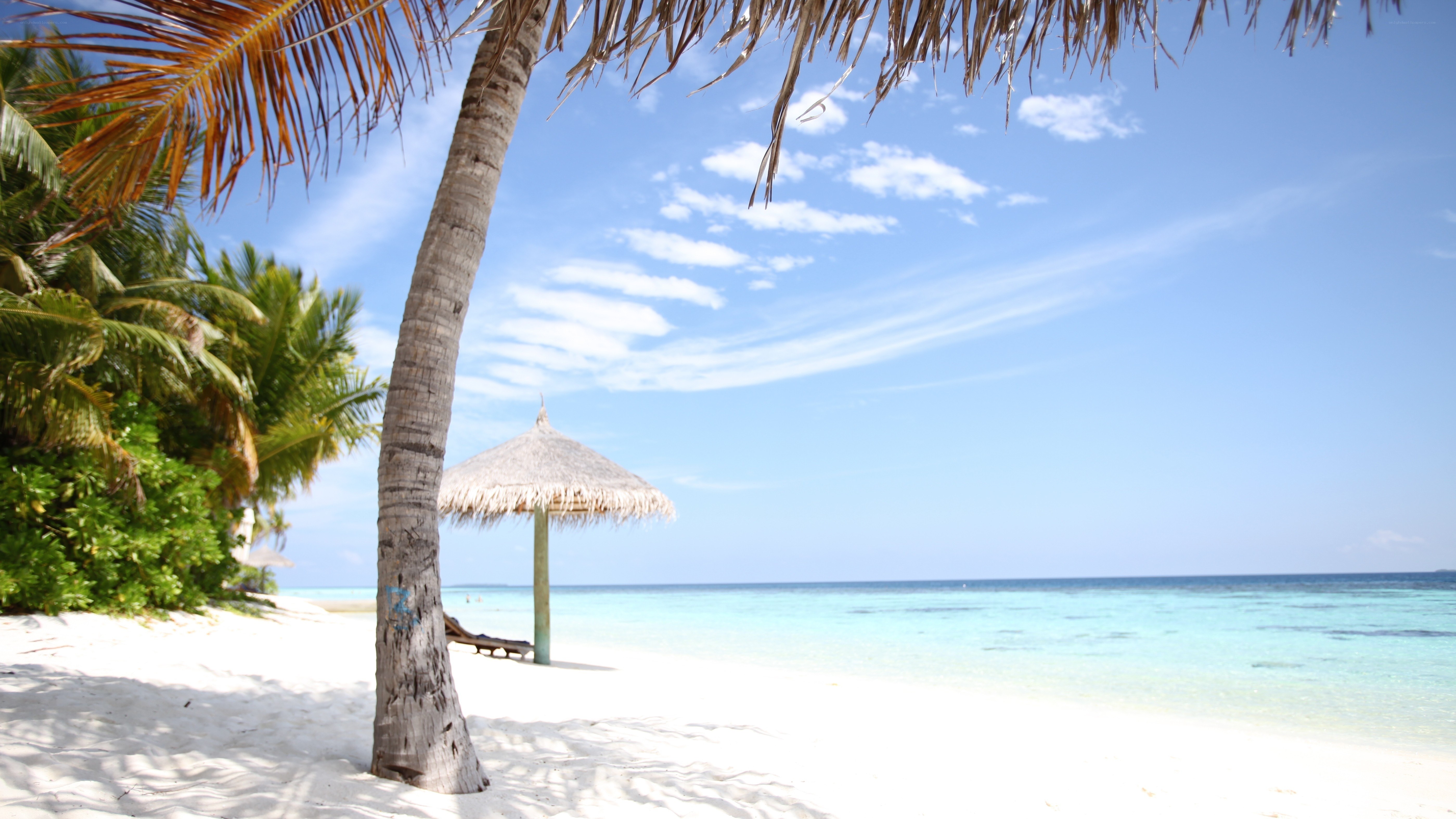 tropical beach with palm tree
