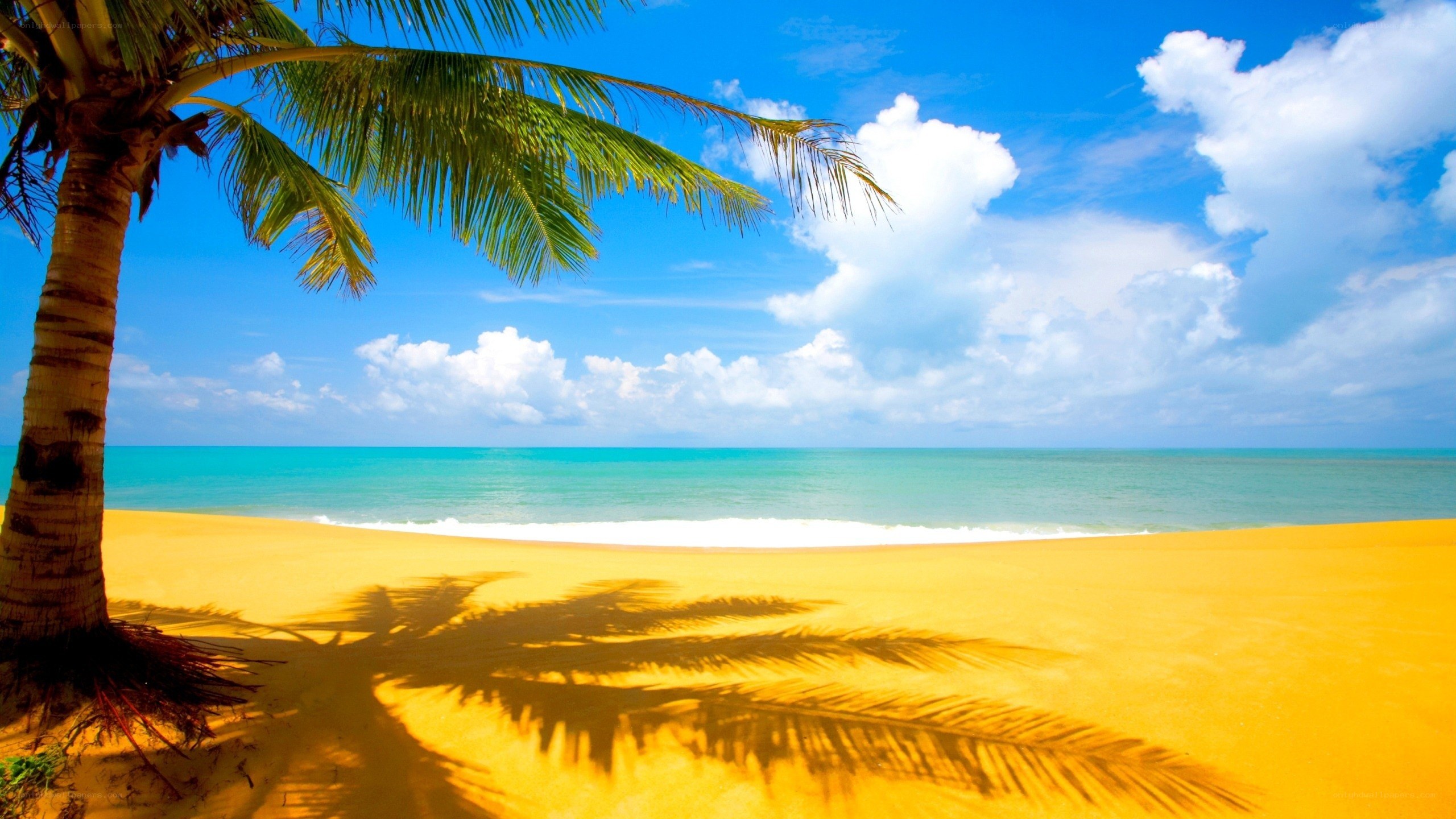 tropical beach with palm tree