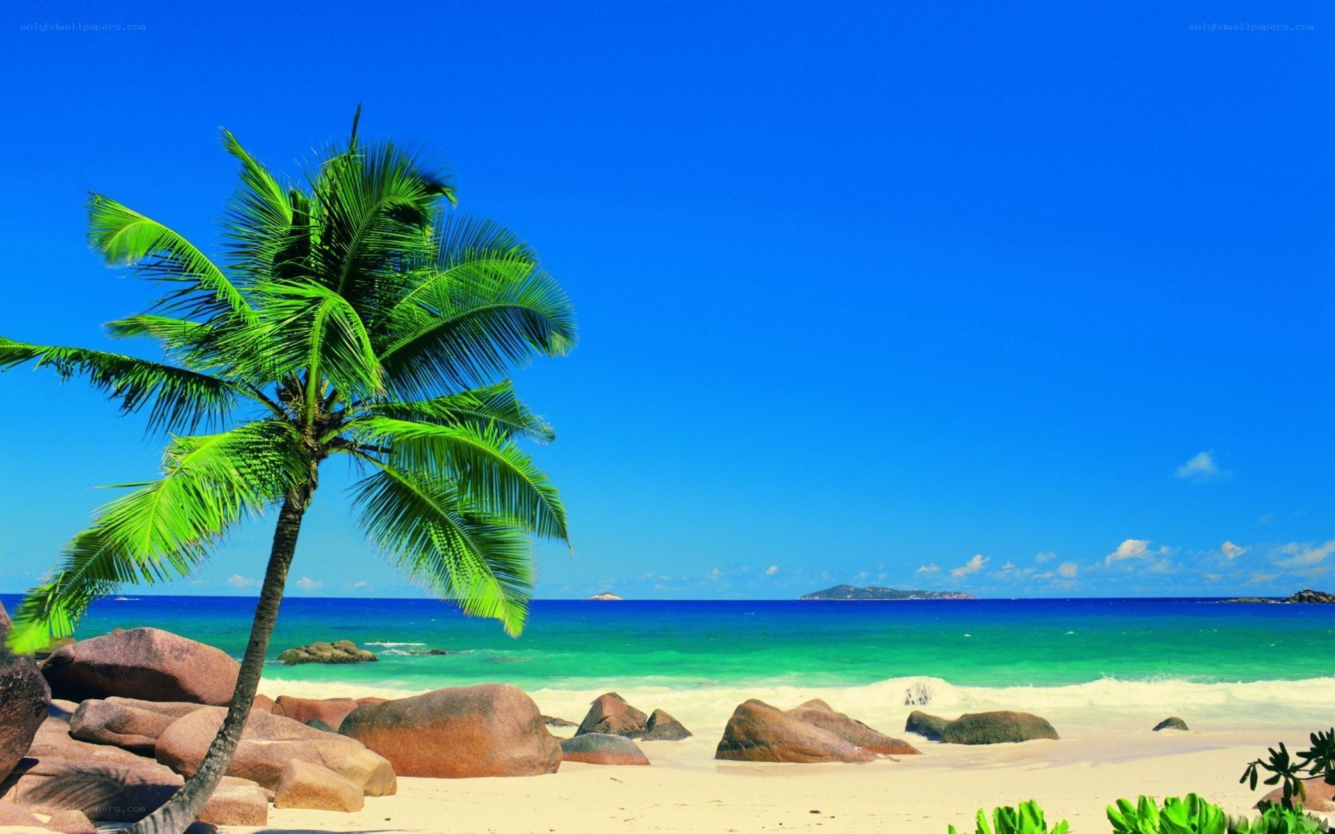 tropical beach with palm tree