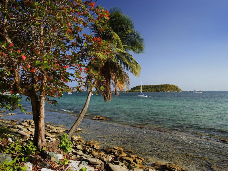 tropical beach with palm tree