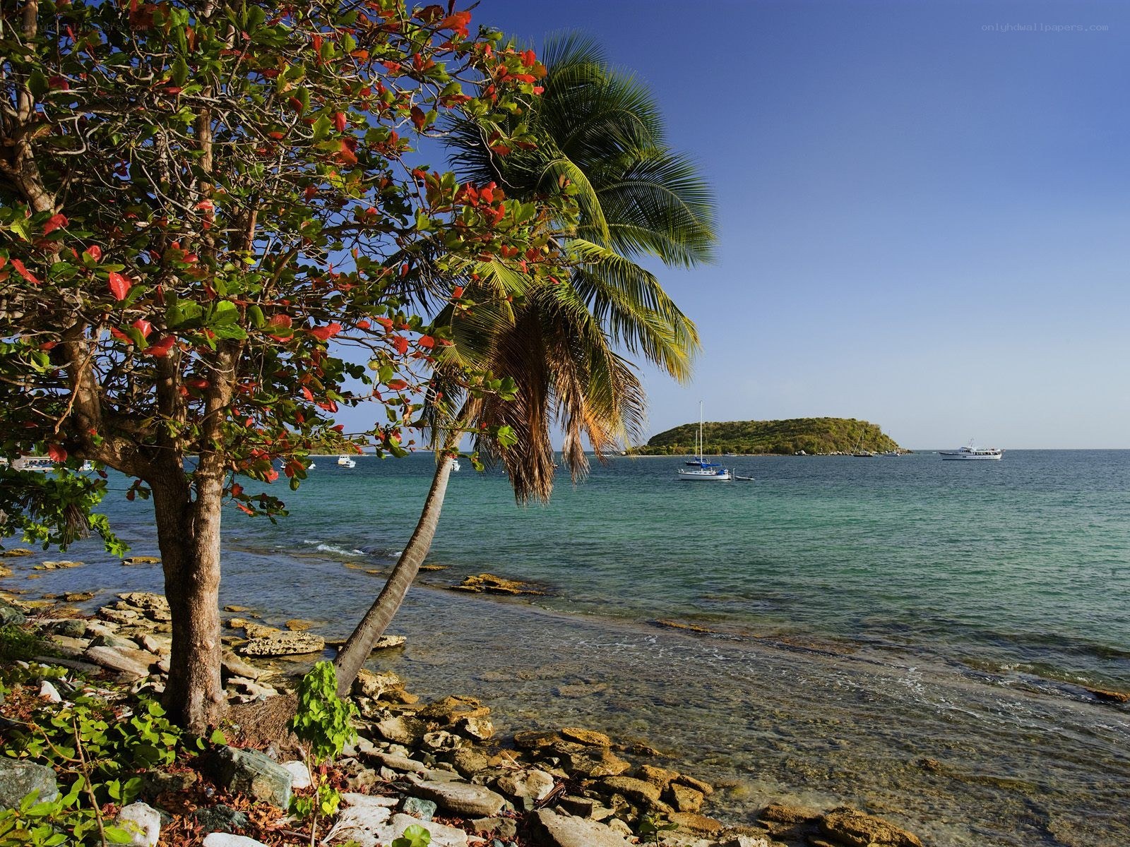 tropical beach with palm tree