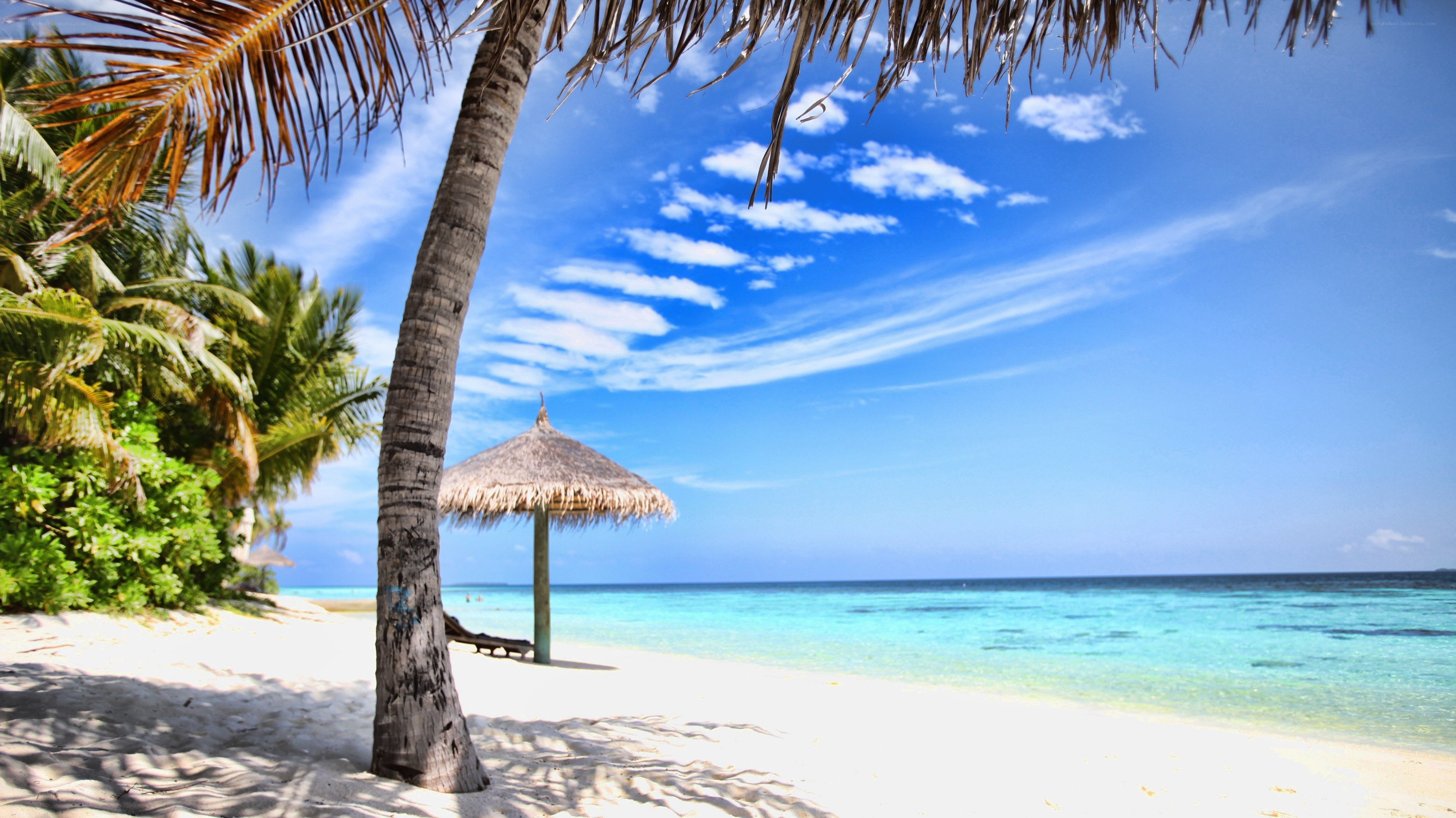 tropical beach with palm tree