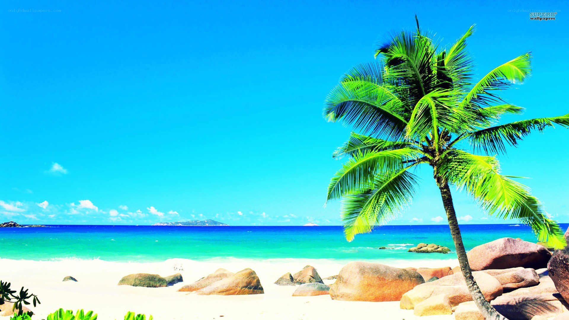 tropical beach with palm tree