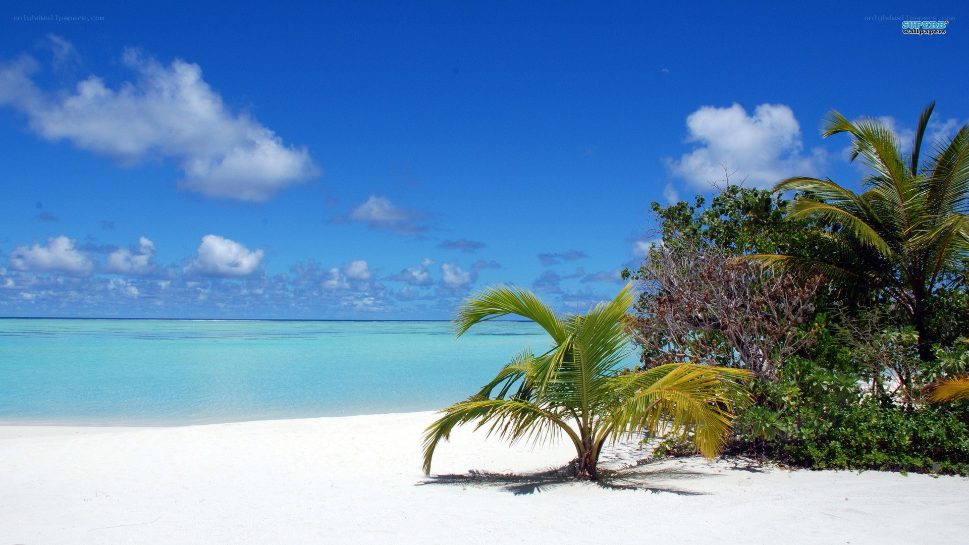 tropical beach with palm tree