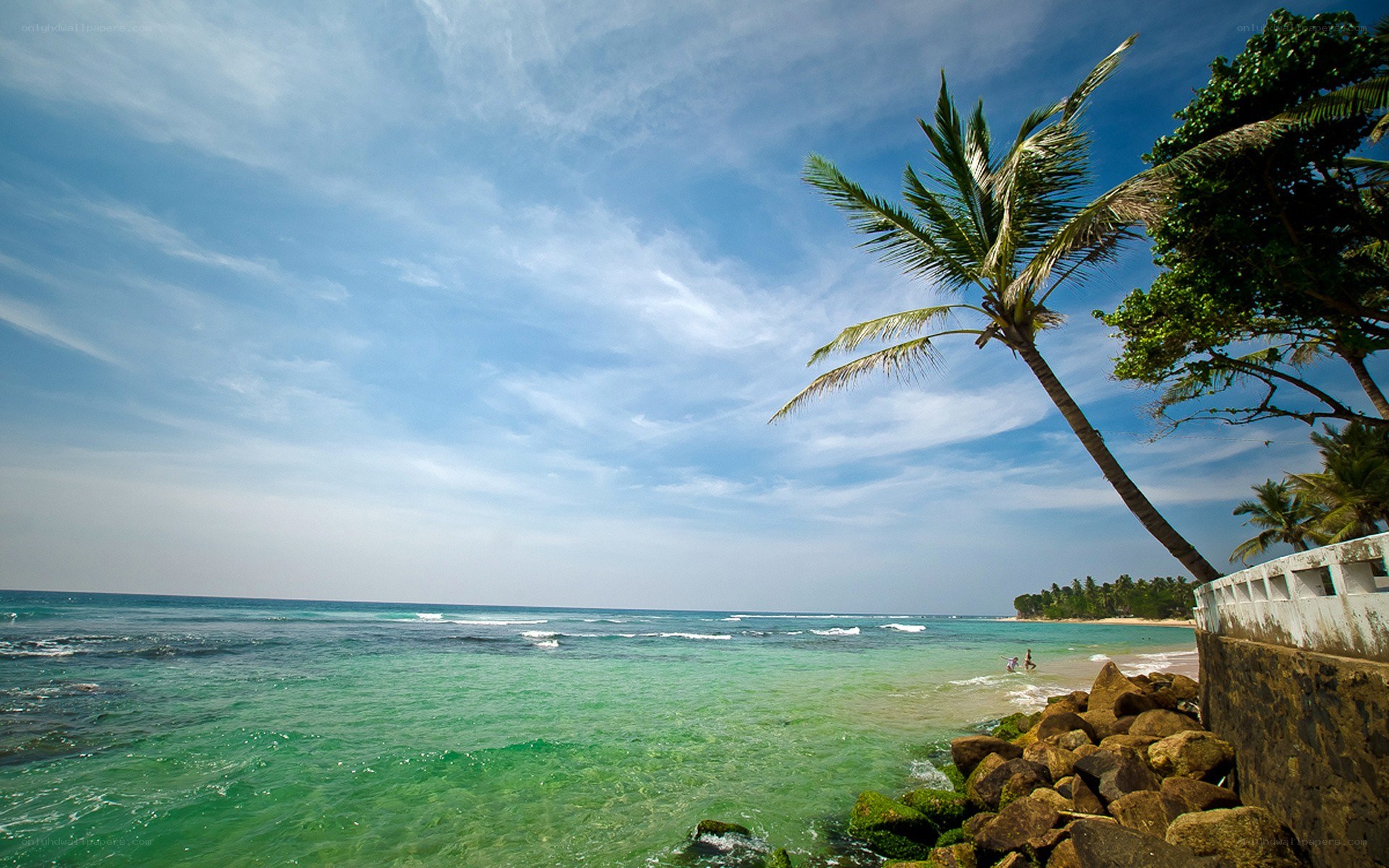 tropical beach with palm tree
