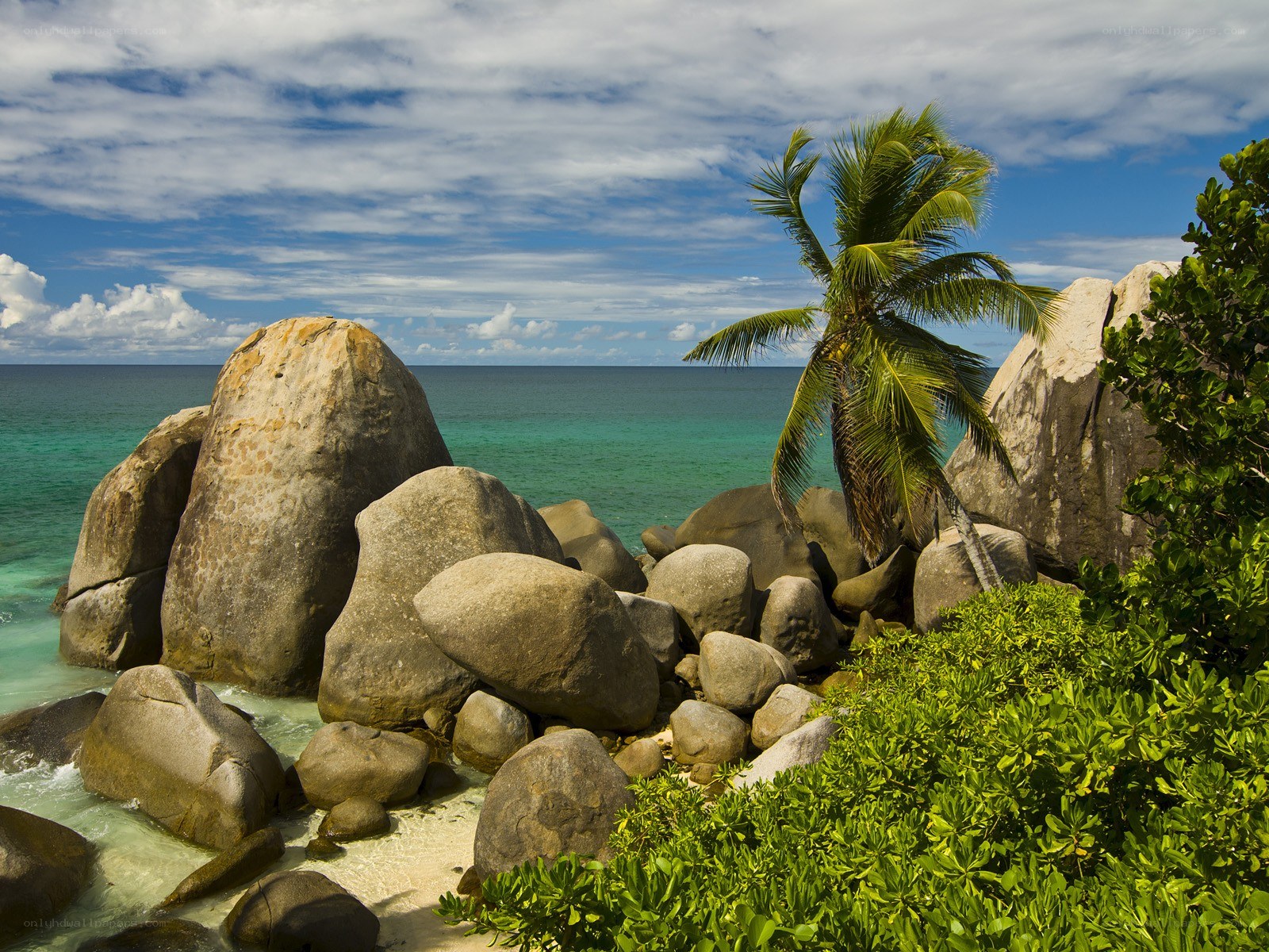 tropical beach with palm tree