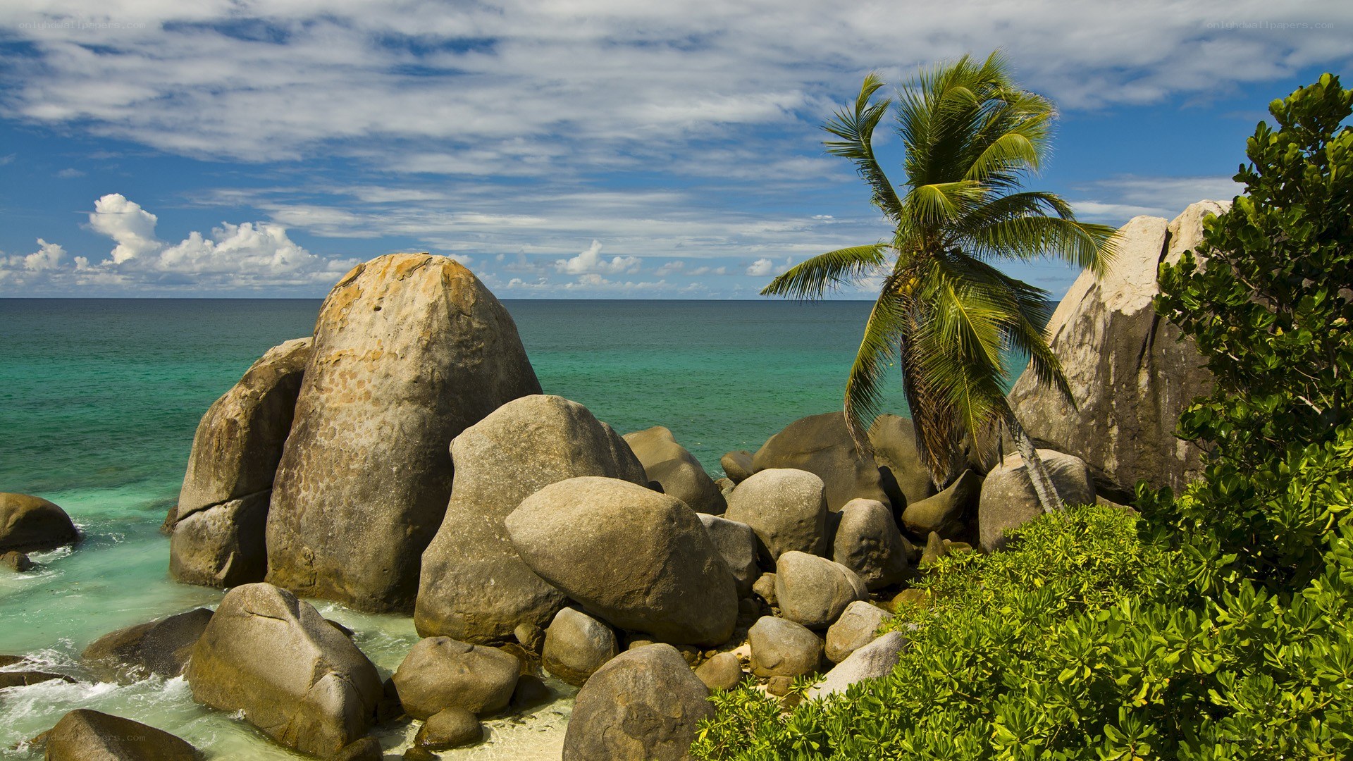 tropical beach with palm tree