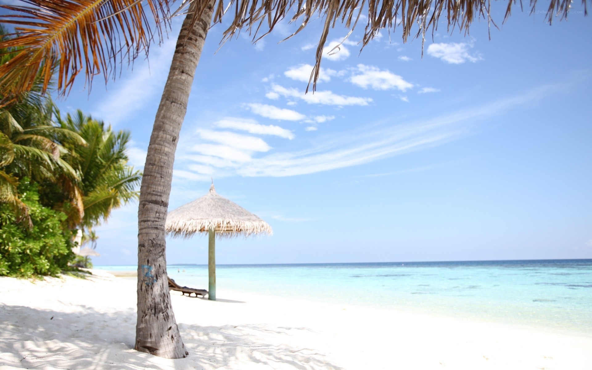tropical beach with palm tree