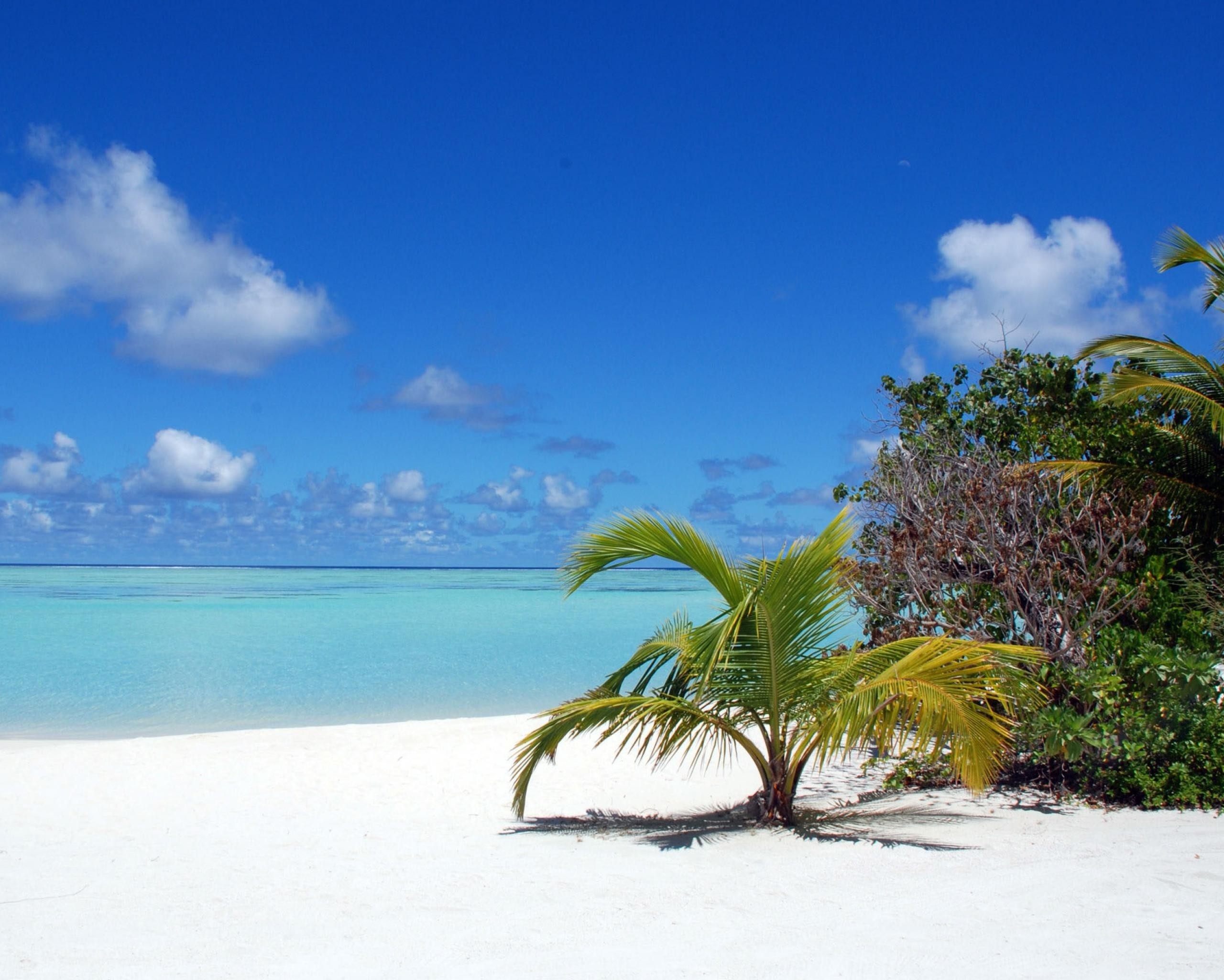 tropical beach with palm tree