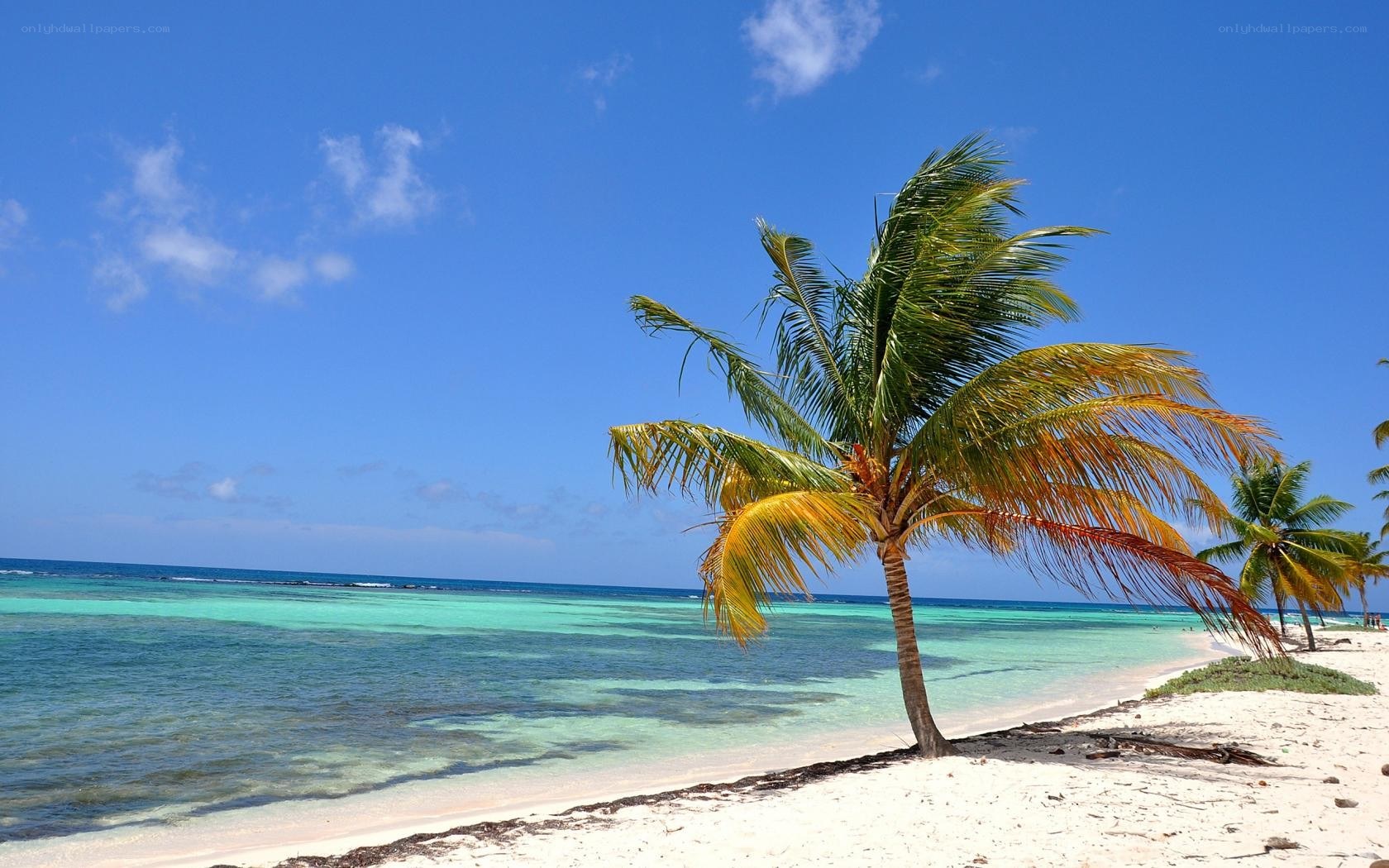 tropical beach with palm tree