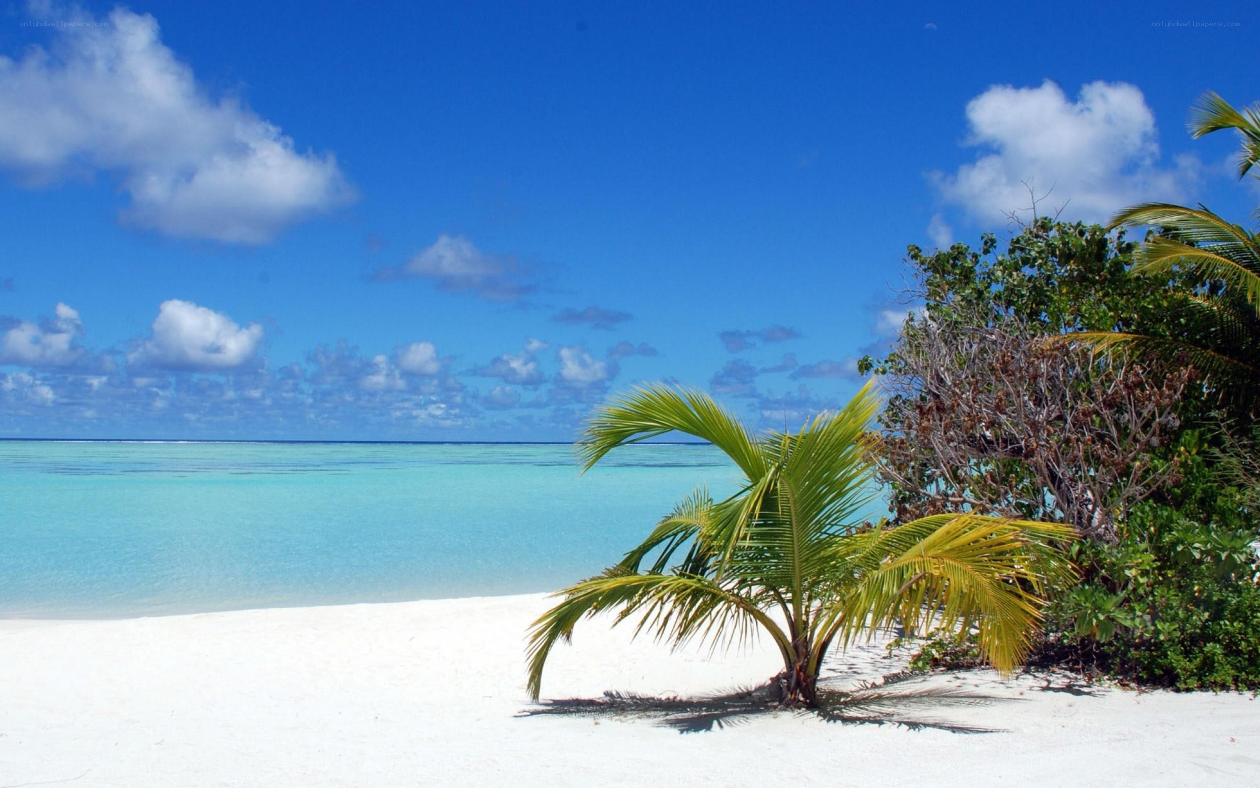 tropical beach with palm tree