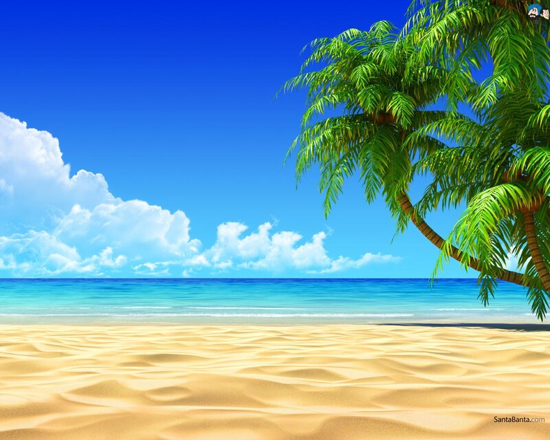 tropical beach with palm tree