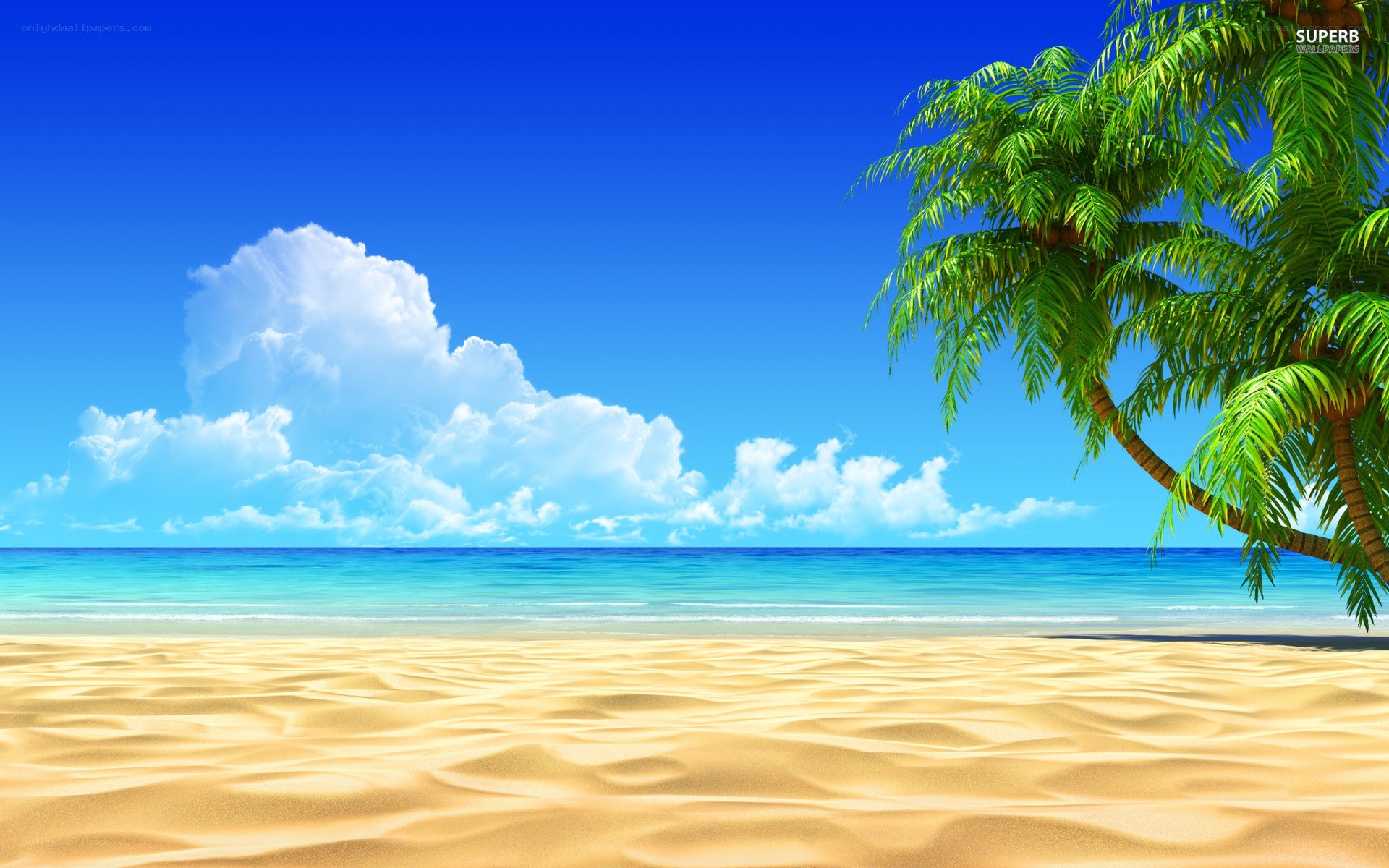 tropical beach with palm tree