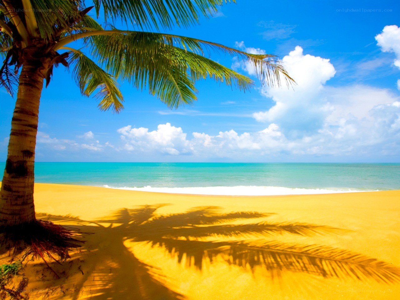 Tropical beach with palm tree