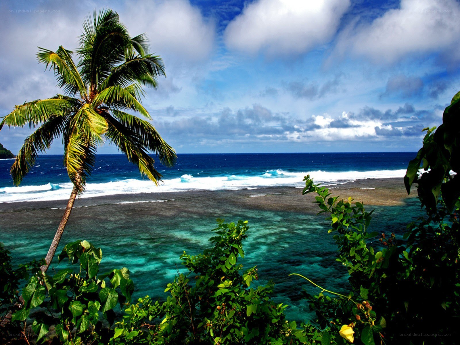 Tropical beach with palm tree