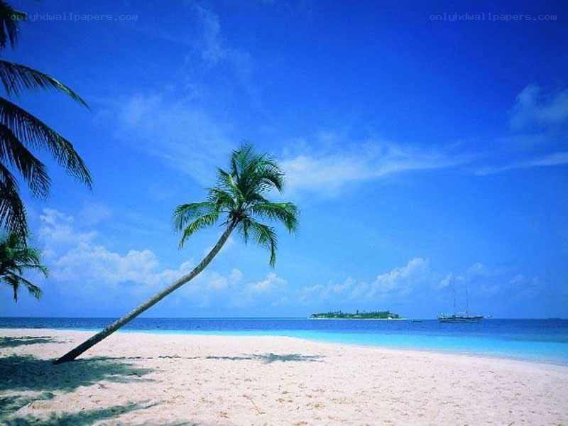 tropical beach with palm tree
