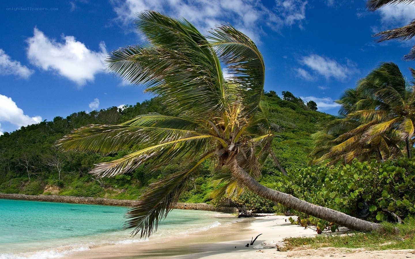 tropical beach with palm tree