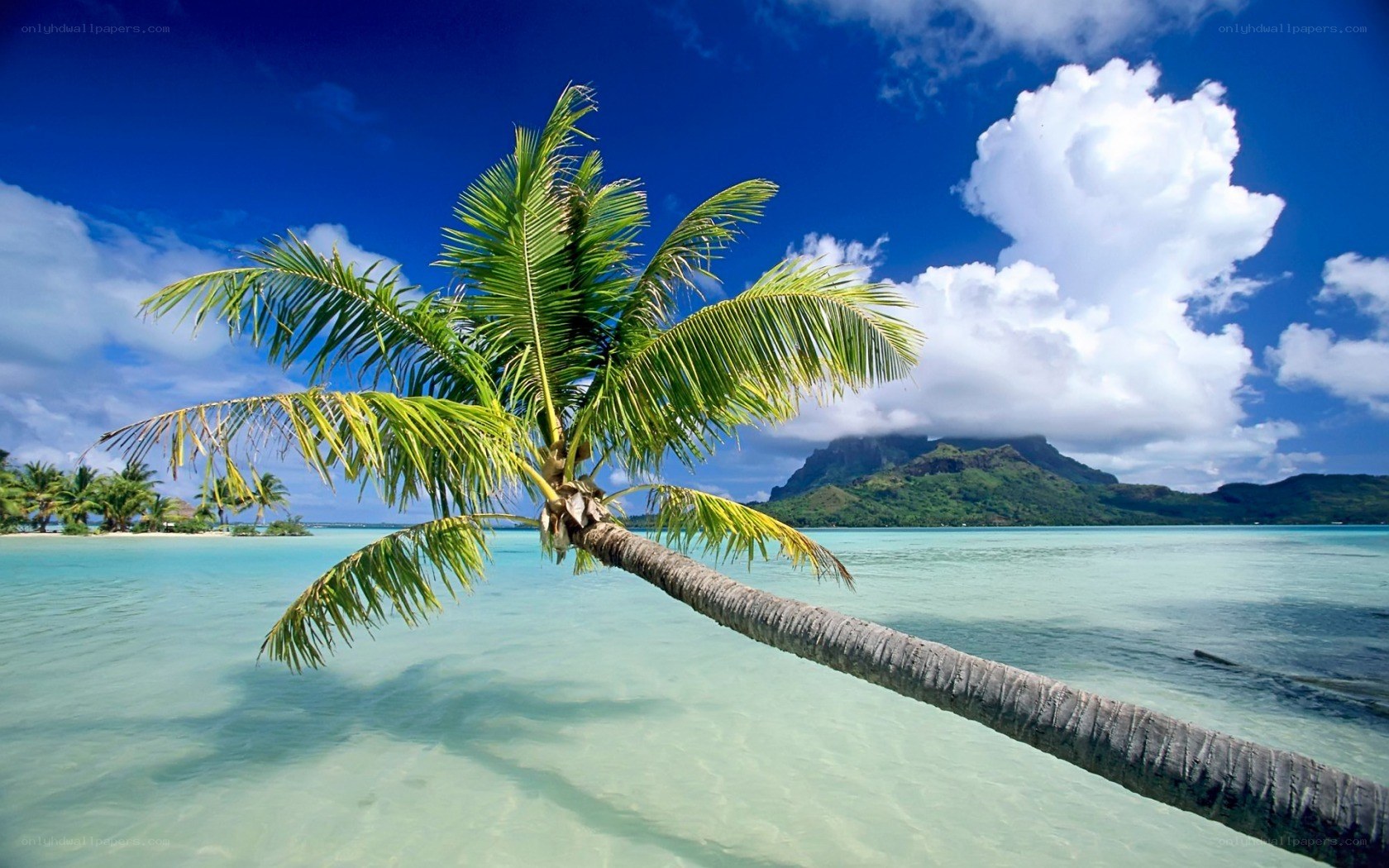 tropical beach with palm tree