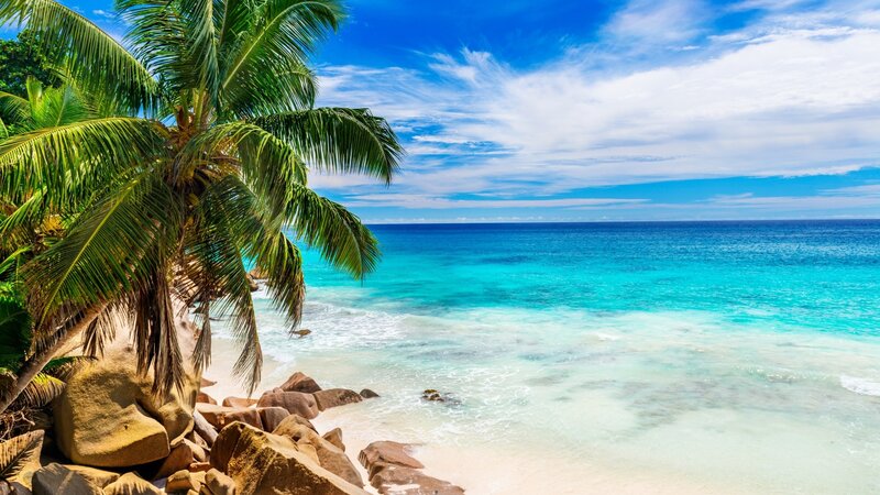 Tropical Beach with Palm Tree — Blue, Serene, Afternoon, Photograph, Palm Tree, Ocean, Rocks, Sky