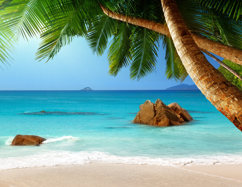 Tropical Beach with Palm Tree — Blue, Serene, Afternoon, Photograph, Palm Tree, Ocean, Rocks