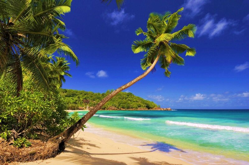 Tropical Beach with Palm Tree — Blue, Serene, Afternoon, Photograph, Palm Tree, Ocean, Sand