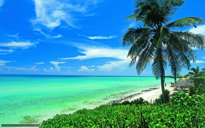Tropical Beach with Palm Tree — Blue, Serene, Afternoon, Photograph, Palm Tree, Ocean, Sky