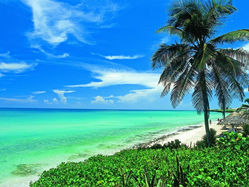 Tropical Beach with Palm Tree — Blue, Serene, Afternoon, Photograph, Palm Tree, Ocean