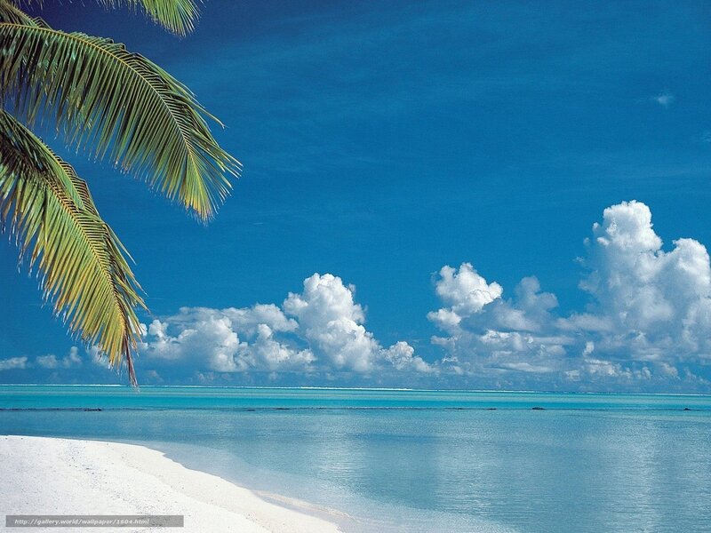 tropical beach with palm tree