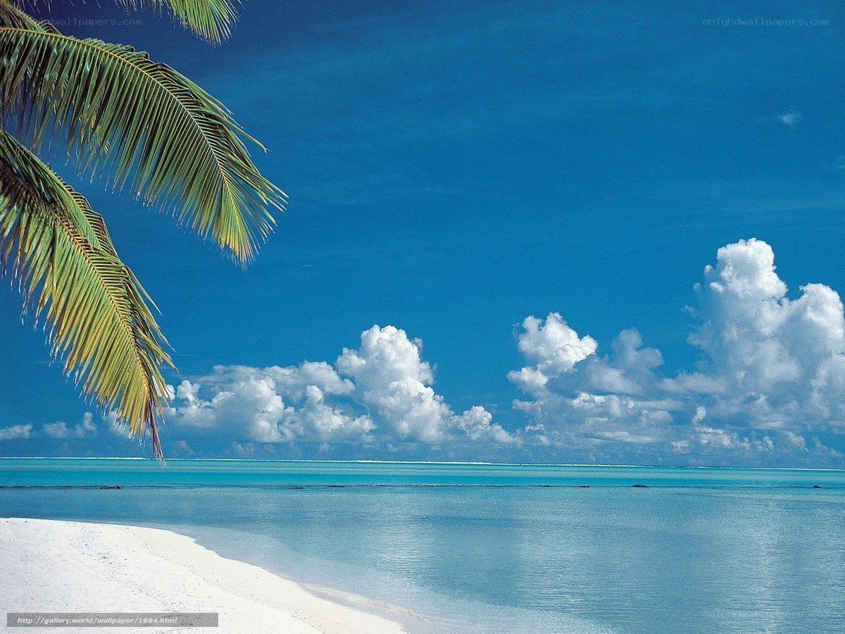 tropical beach with palm tree