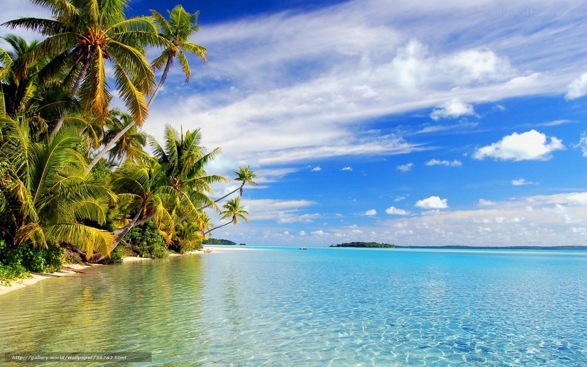 tropical beach with palm trees