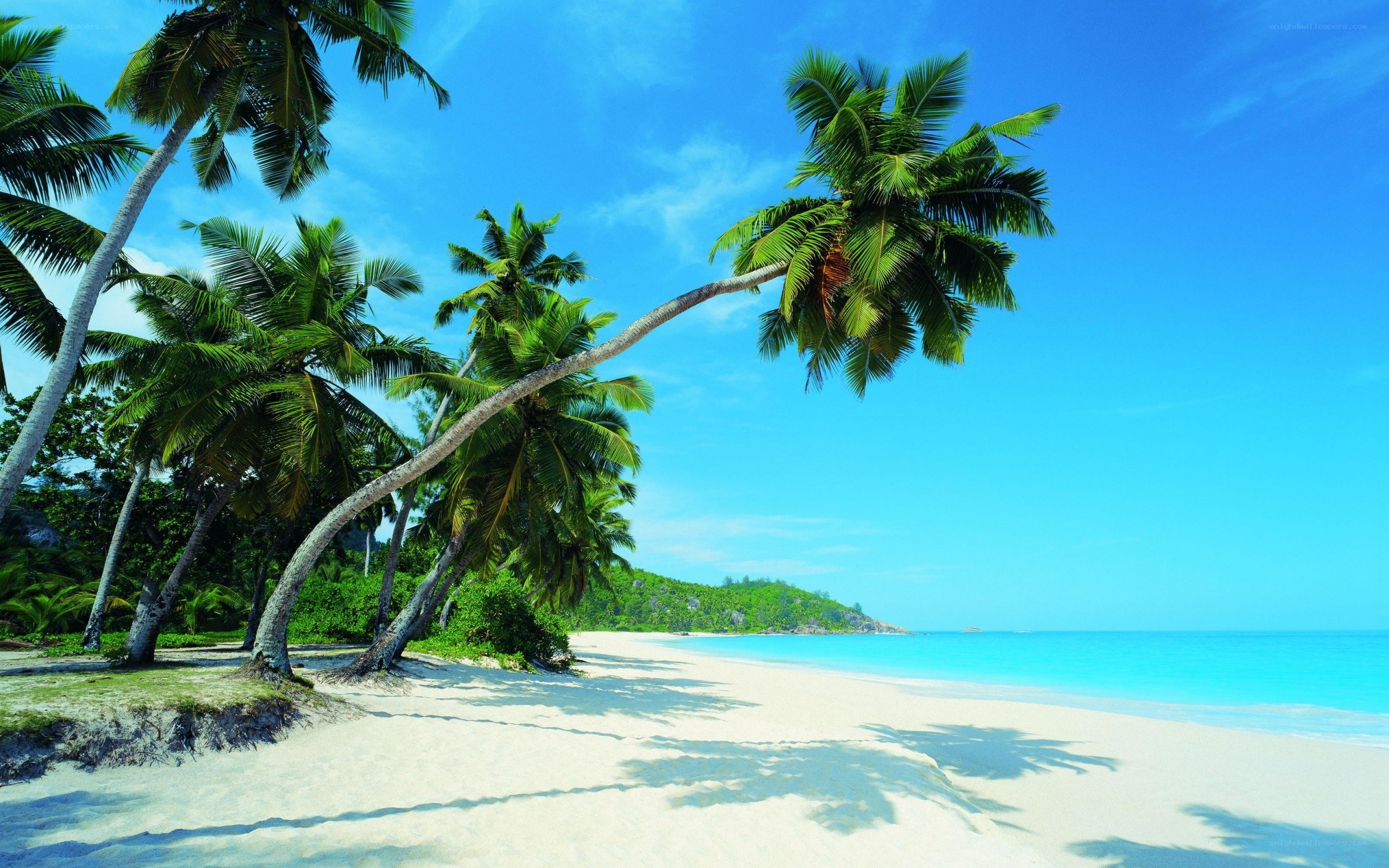 Tropical beach with palm trees