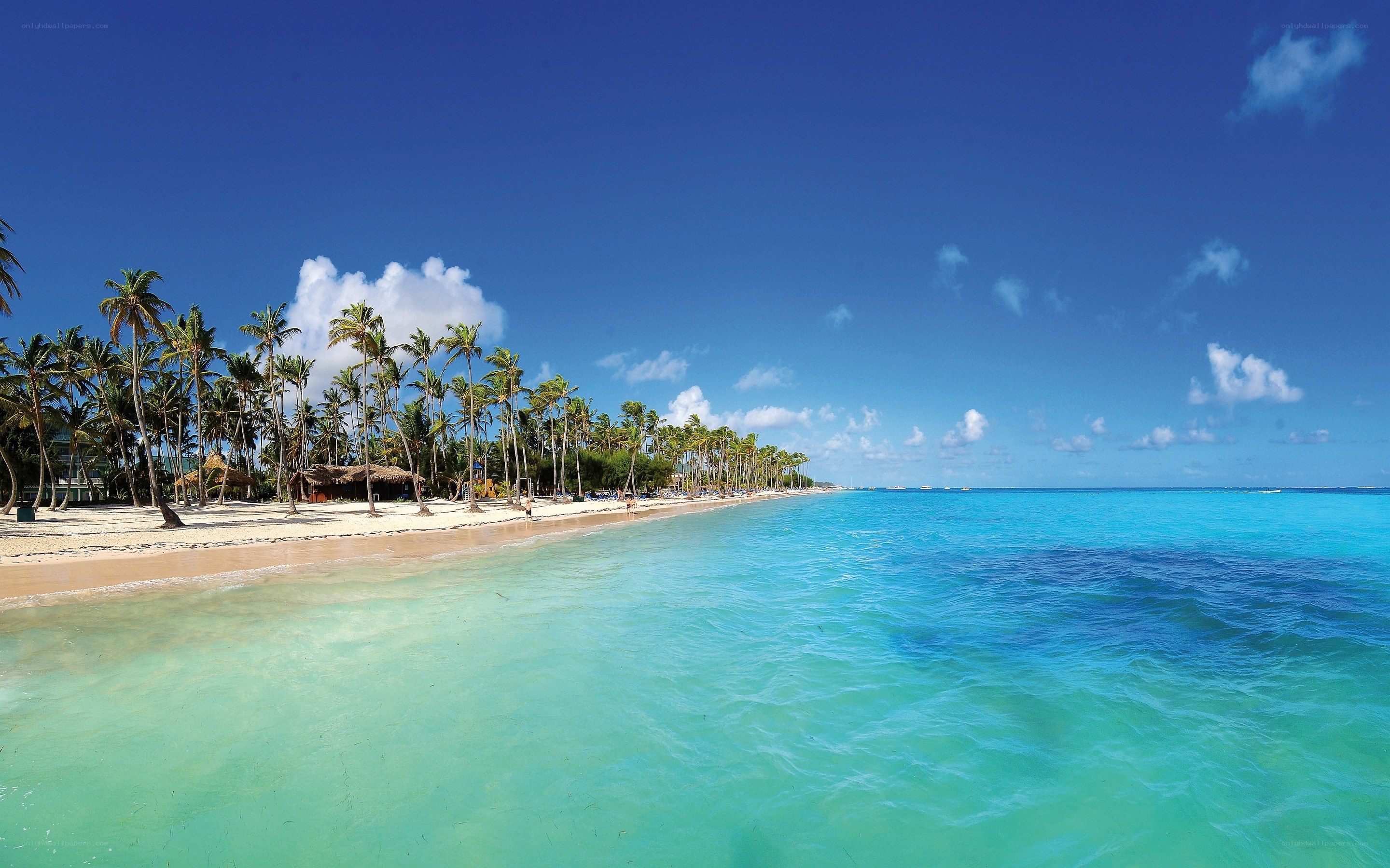tropical beach with palm trees