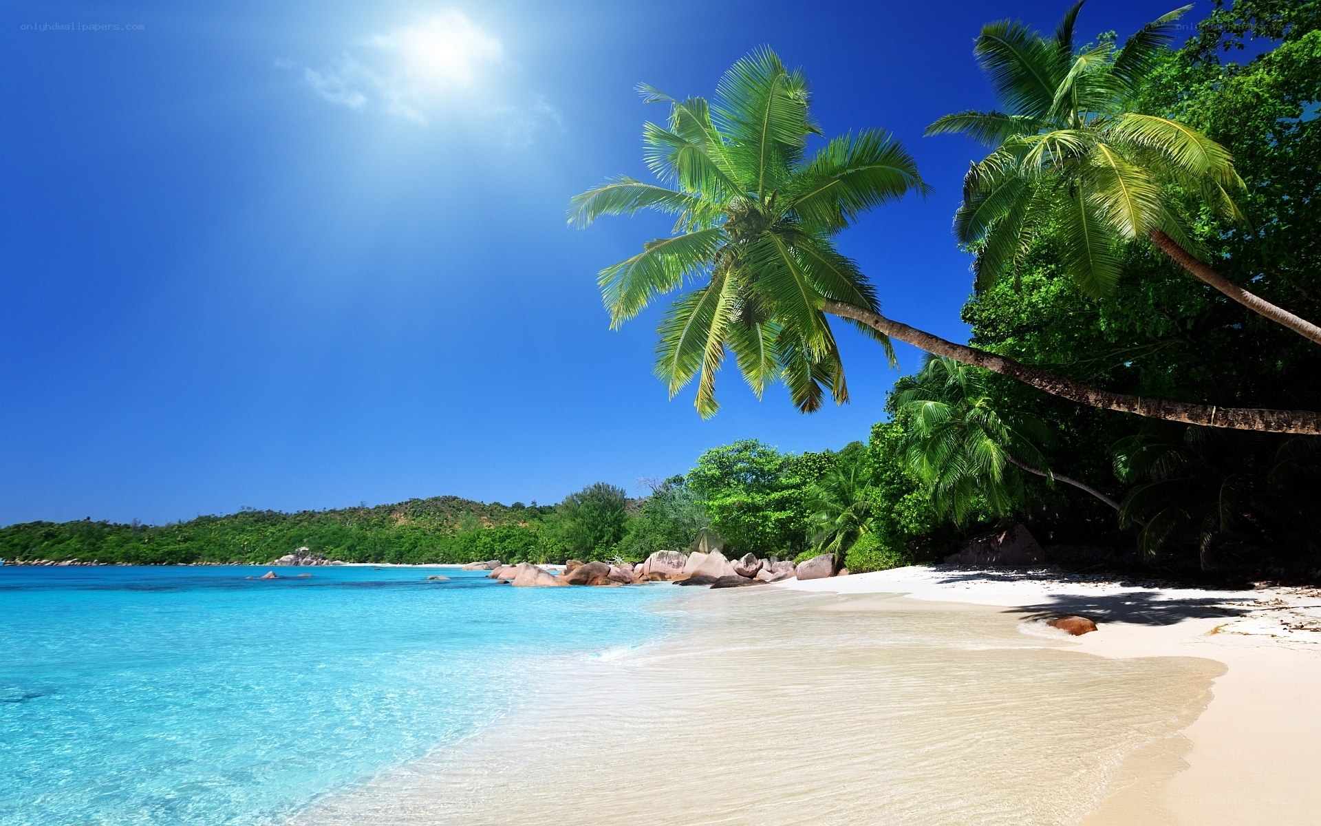 Tropical beach with palm trees