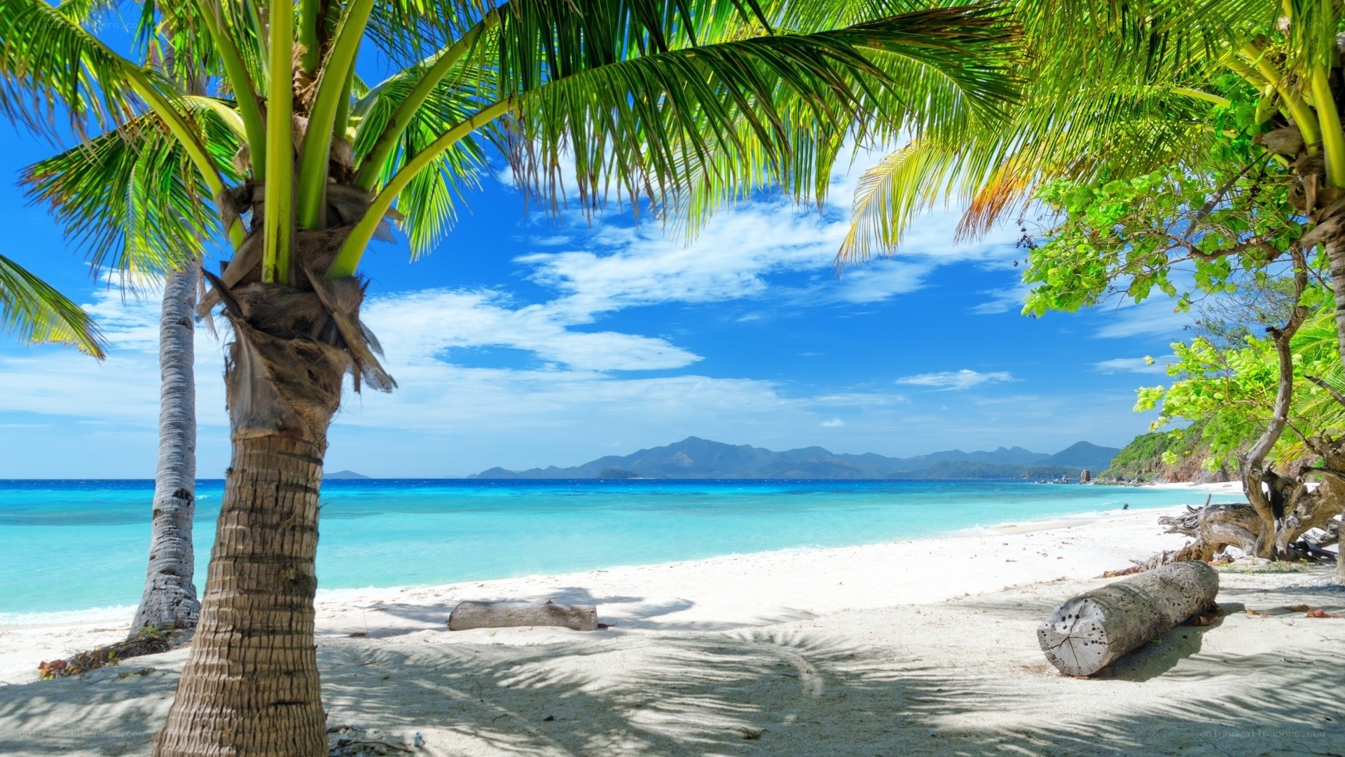 tropical beach with palm trees