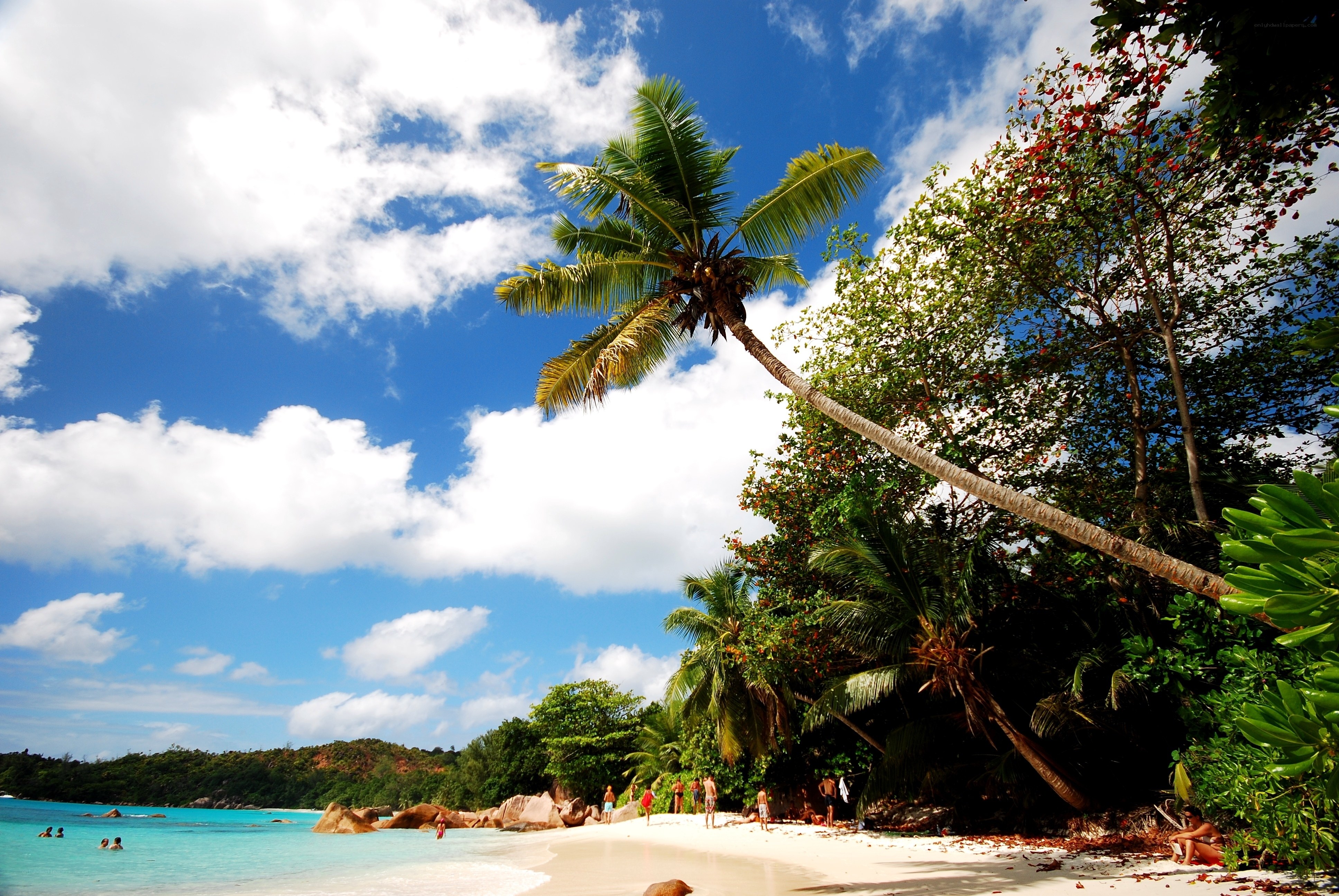 Tropical beach with palm trees