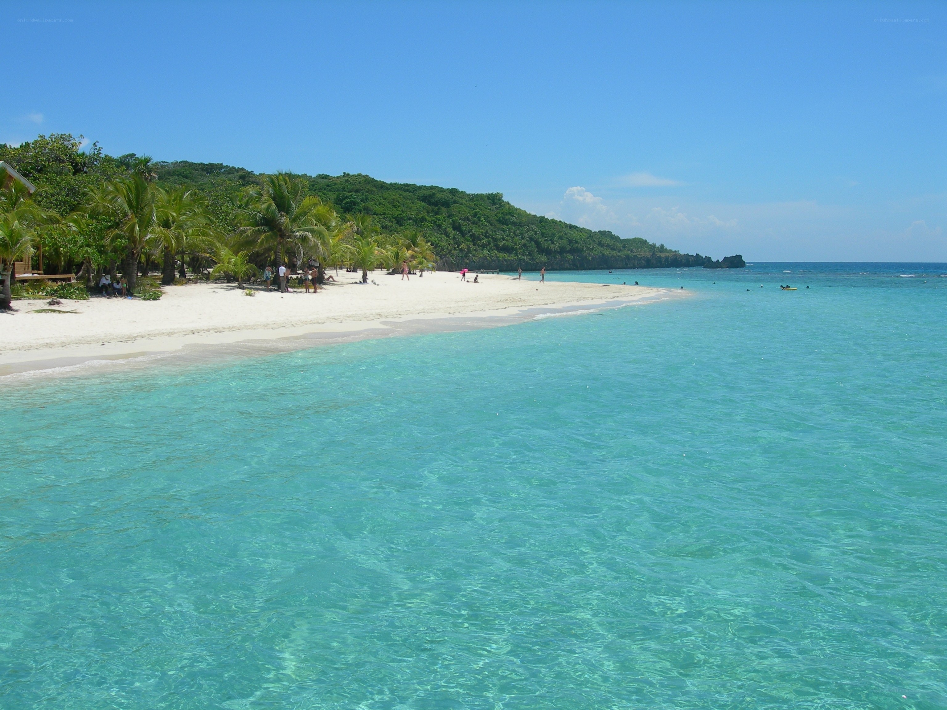 tropical beach with palm trees