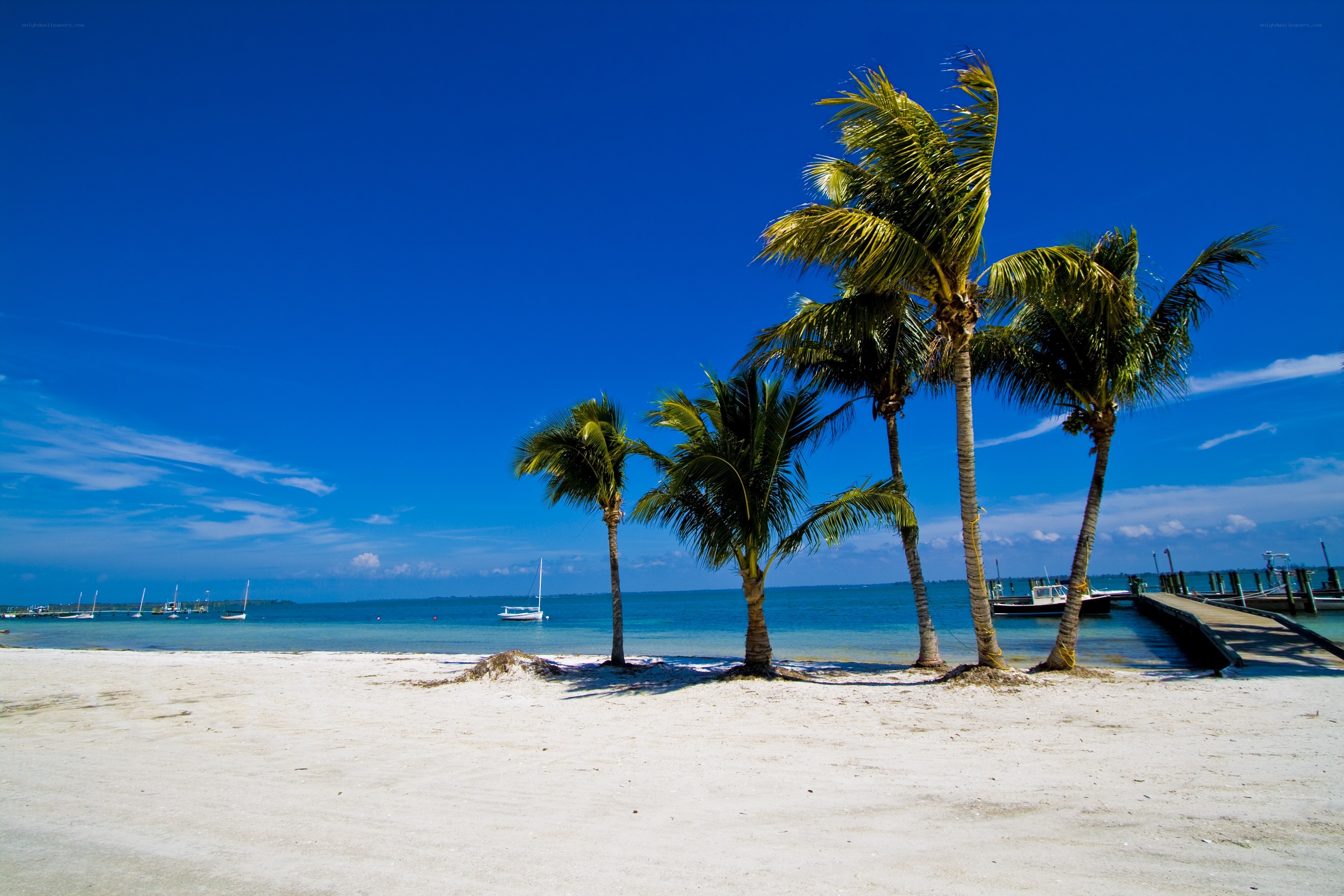 tropical beach with palm trees