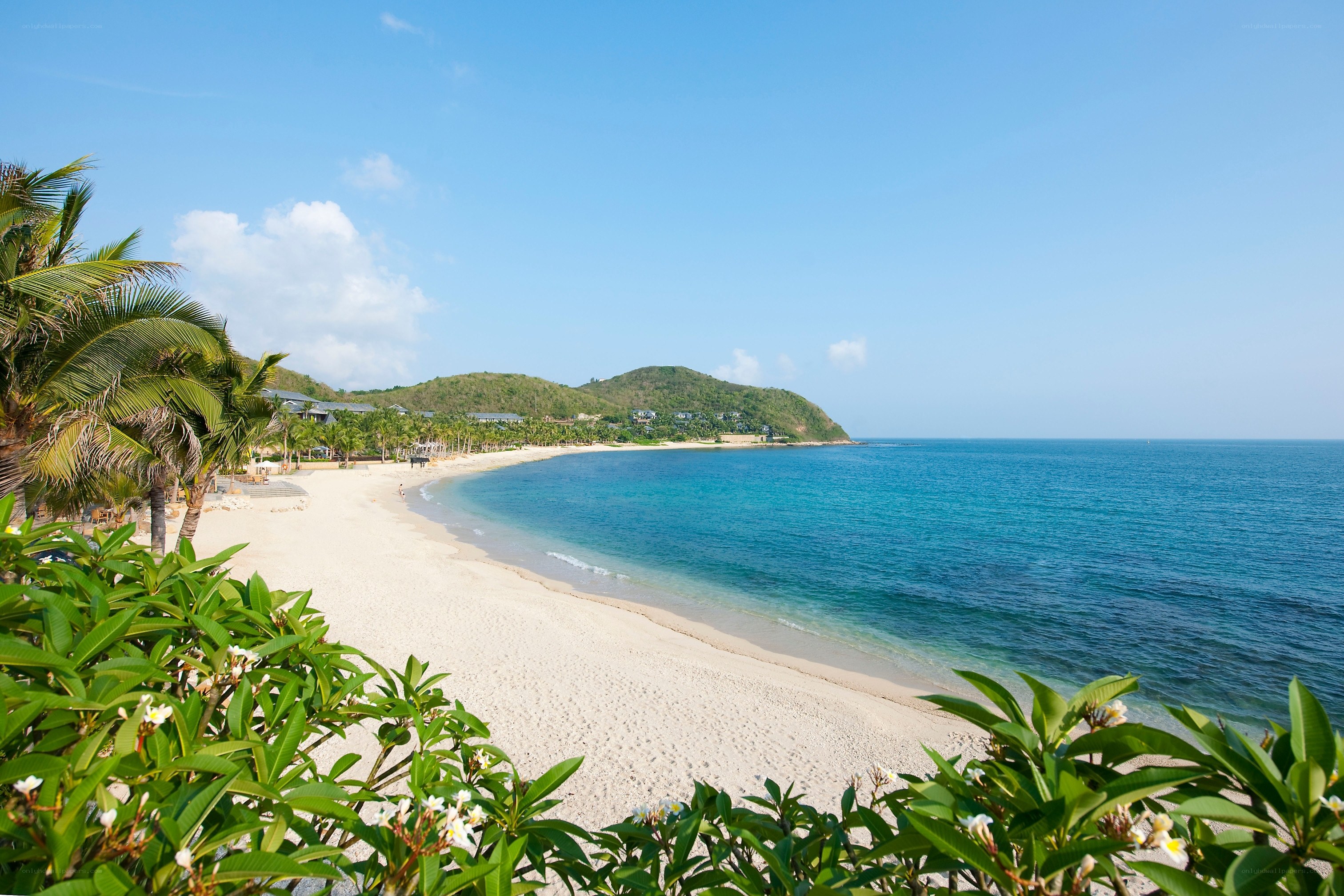 tropical beach with palm trees