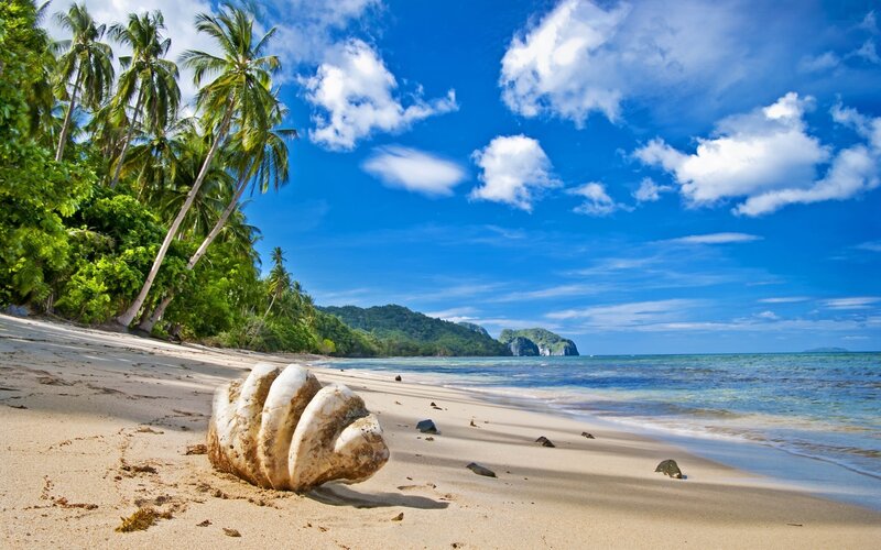 tropical beach with palm trees
