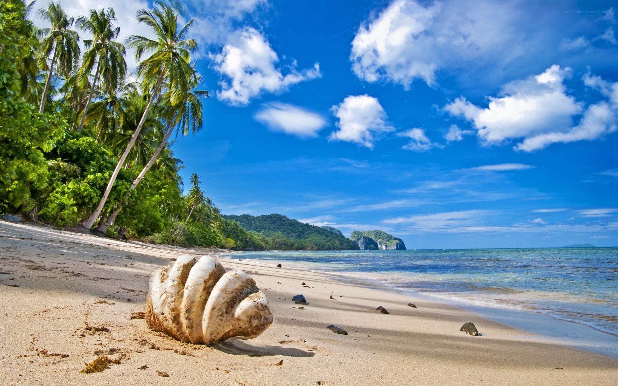 tropical beach with palm trees