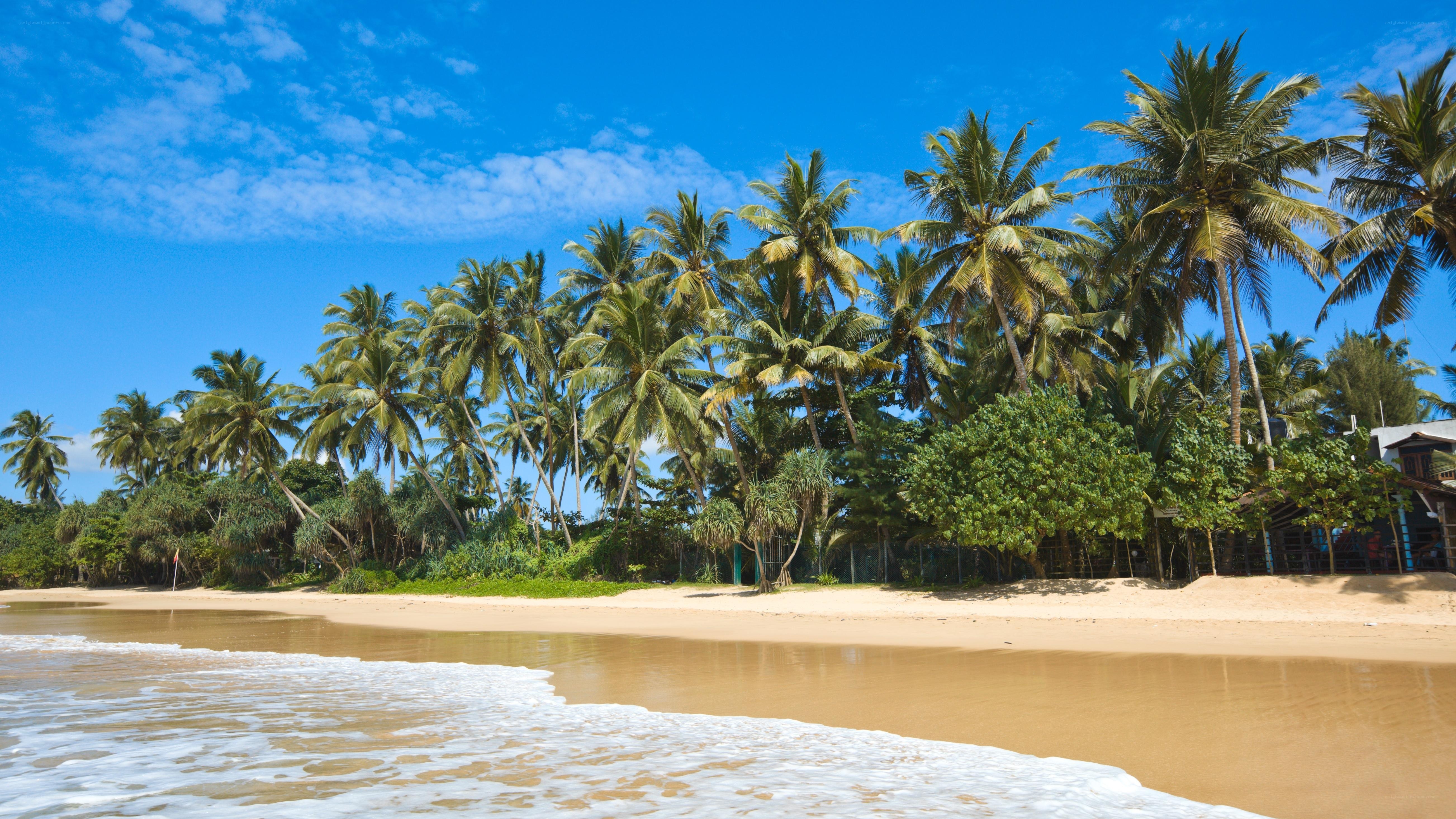 tropical beach with palm trees