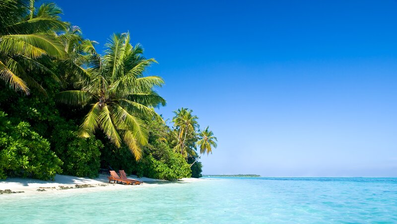 tropical beach with palm trees