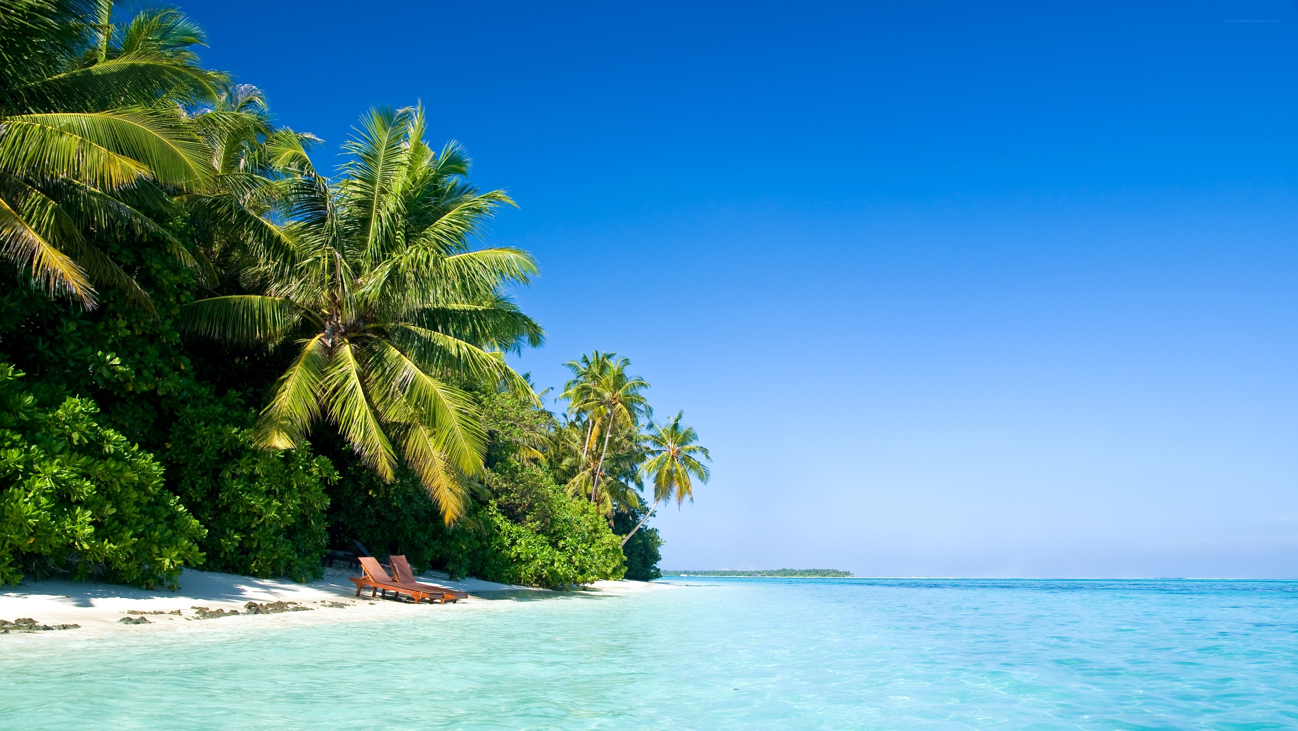 tropical beach with palm trees