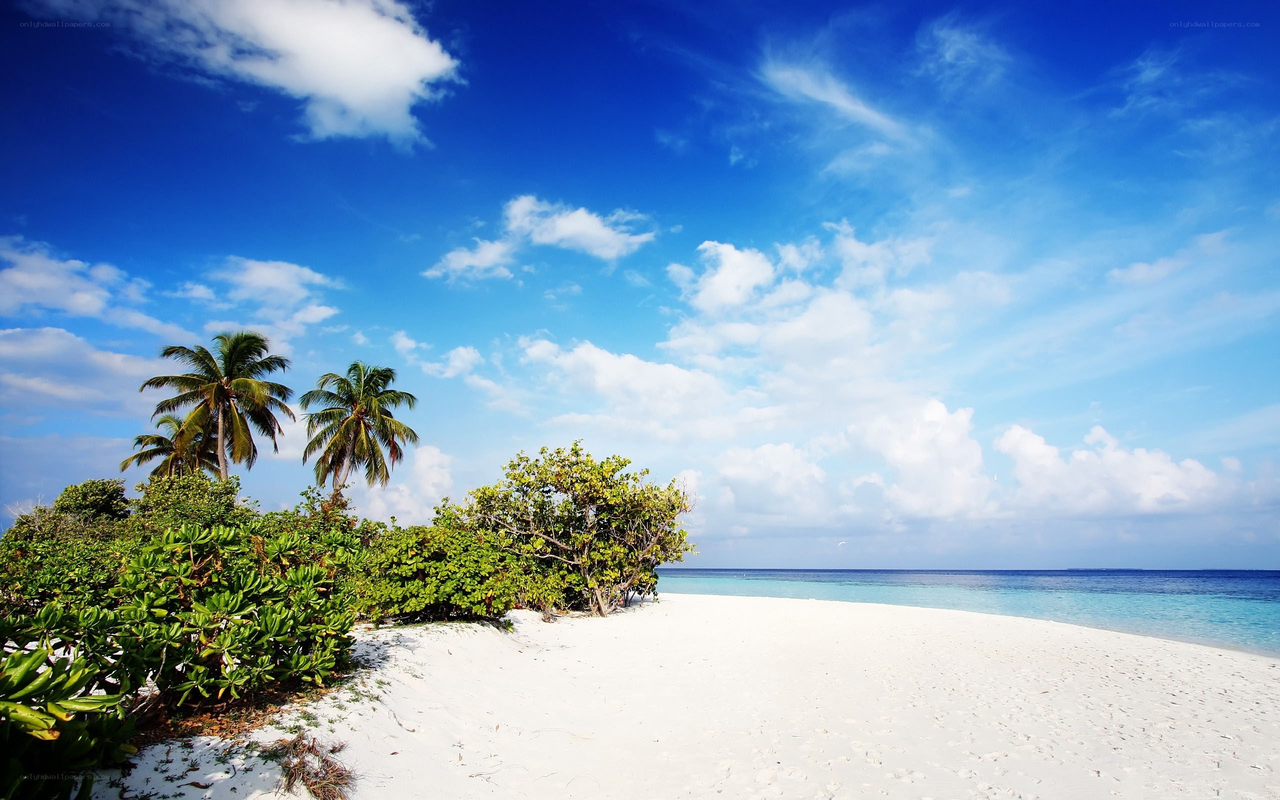tropical beach with palm trees