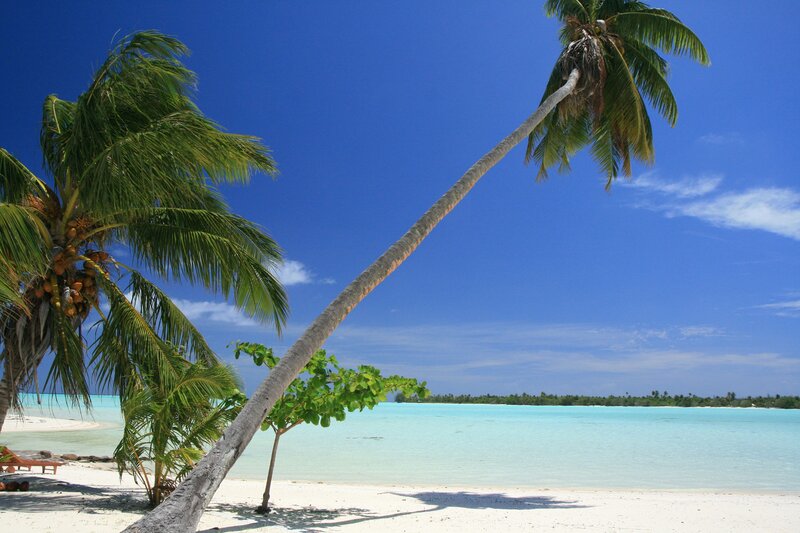 Tropical beach with palm trees