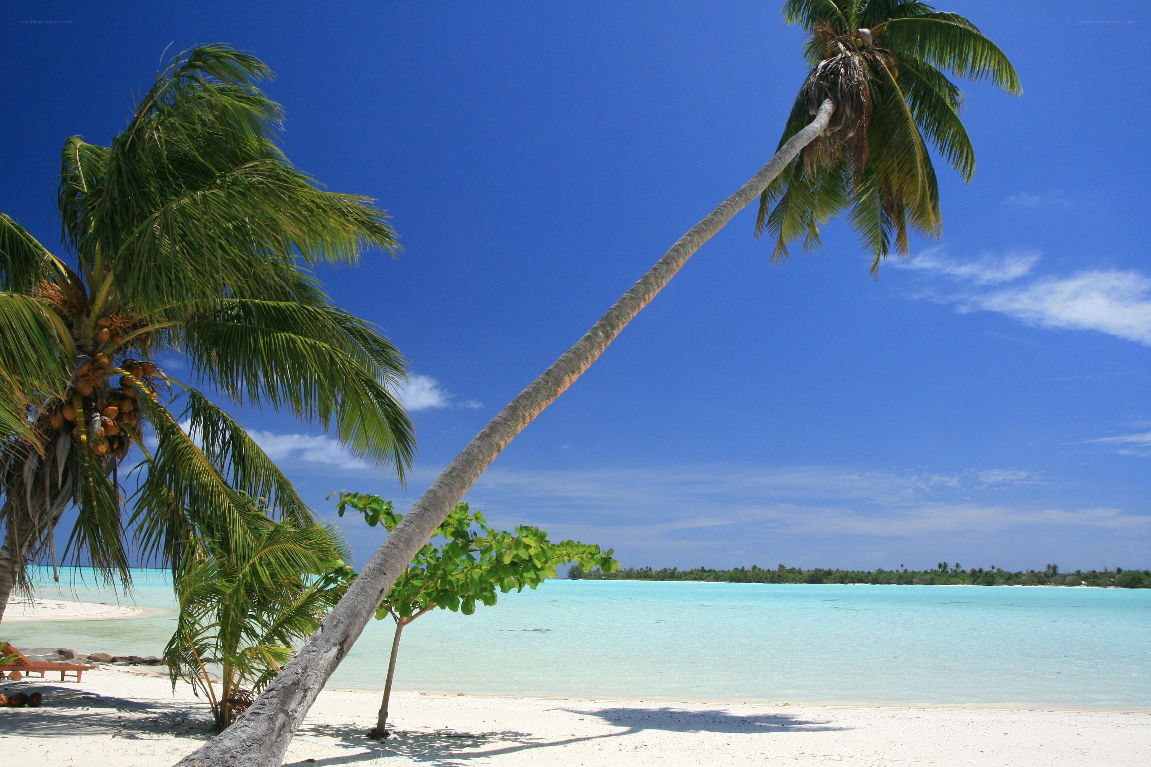 Tropical beach with palm trees