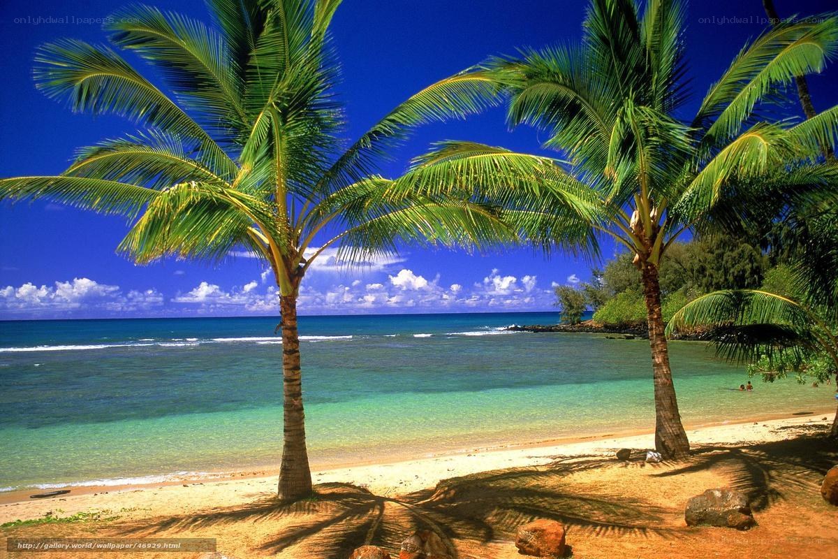 tropical beach with palm trees