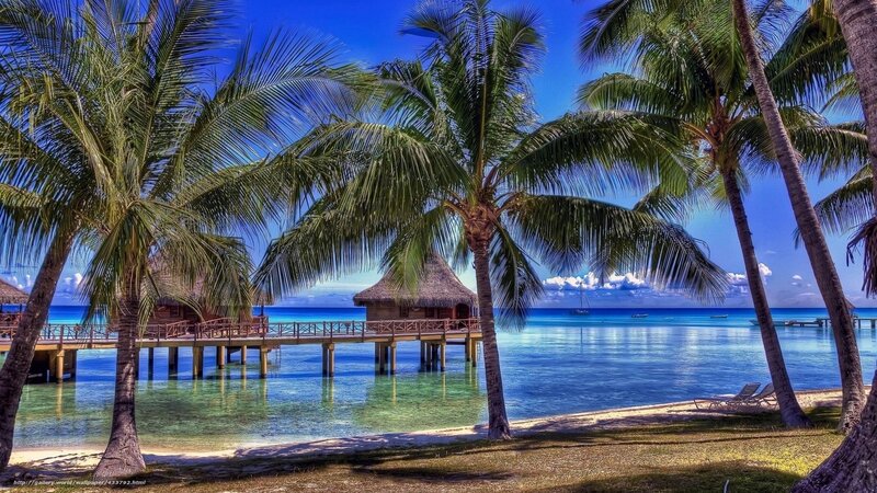 Tropical beach with palm trees