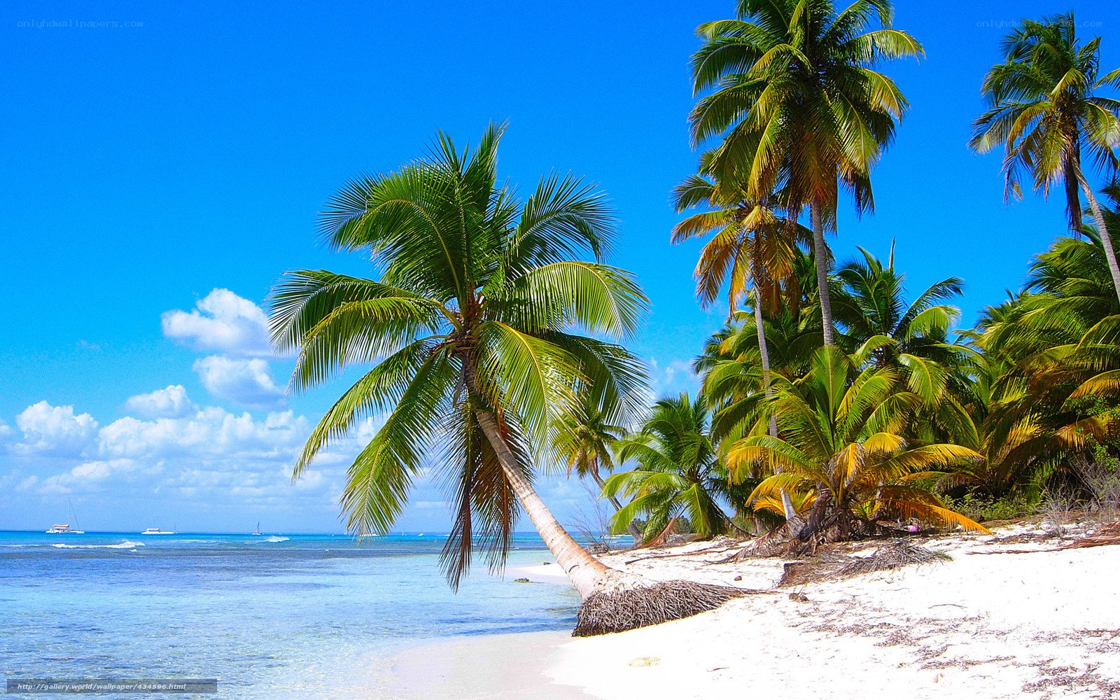 tropical beach with palm trees