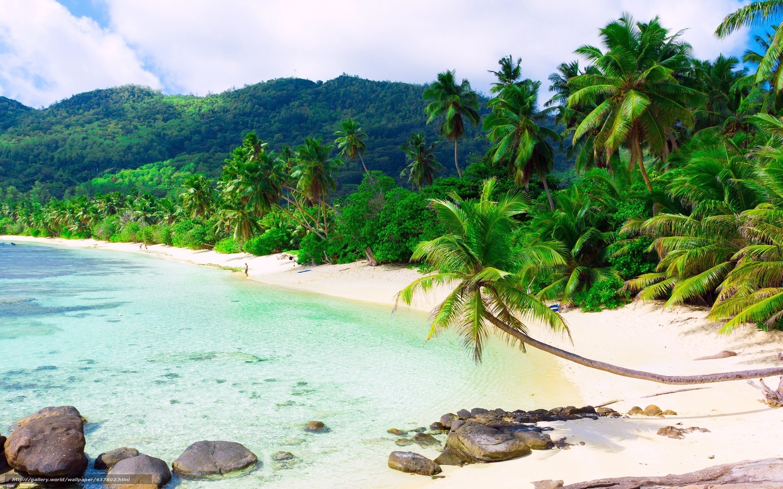 tropical beach with palm trees